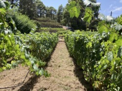 Guachinche El Miradero