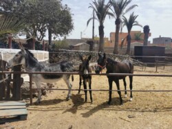 Restaurante Las Gangarras