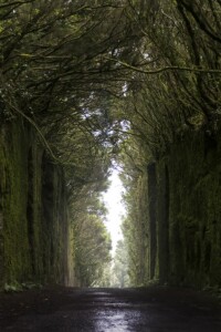 Camino viejo Pico del InglƩs