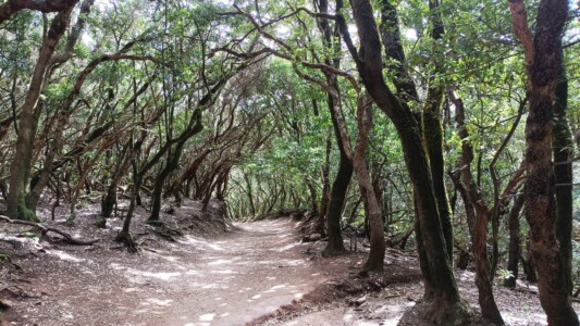 Sendero de Anaga